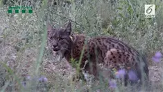 Seekor Lynx Iberia bernama Litio ditemukan di Spanyol usai dilepaskan pada 2016 di Portugal. Lynx Iberia adalah salah satu spesies yang terancam punah.