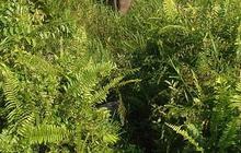 Kini Jadi Sasaran Perambah Hutan, Ini Fakta Menarik Taman Nasional Tesso Nilo di Riau
