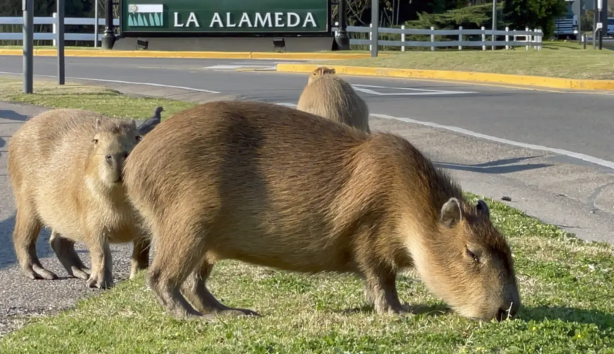 Kawanan kapibara yang memakan rumput di sebelah jalan di komunitas yang terjaga keamanannya di Tigre, Buenos Aires pada 27 Agustus 2021. Kawanan hewan pengerat terbesar di dunia ini berkeliaran di jalan-jalan dan mengganggu lalu lintas, atau berkeliaran di tempat sampah orang (MAGALI CERVANTES/AFP)