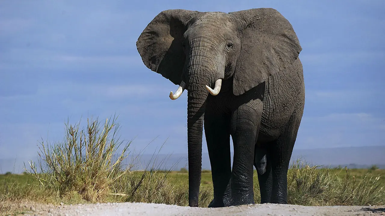 Ilustrasi gajah