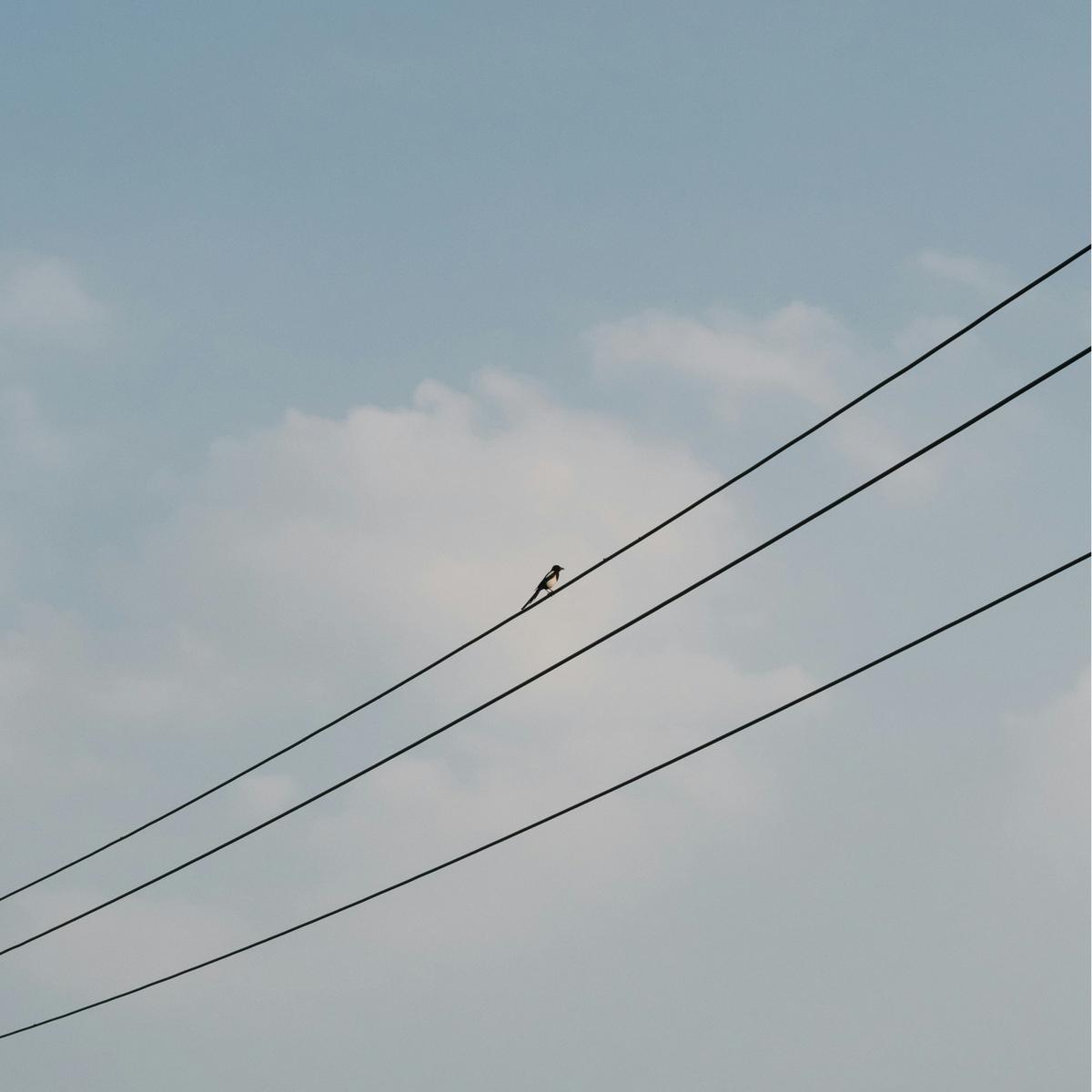 Burung di Kabel Listrik