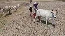 Warga menggembala hewan ternaknya pada sawah yang retak akibat kekeringan di kawasan Weninggalih, Jonggol, Jawa Barat, Selasa, 25 Agustus 2026. (KLY/ Arie Basuki)