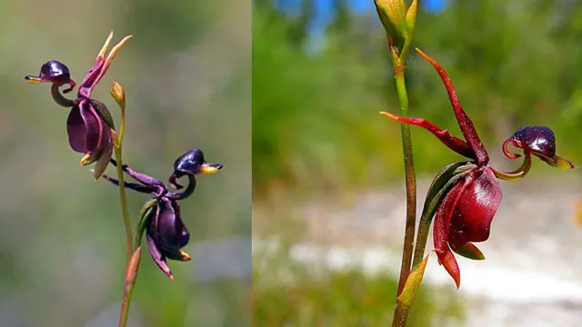 Foto: Michael Prideaux & Robert Andrew Price