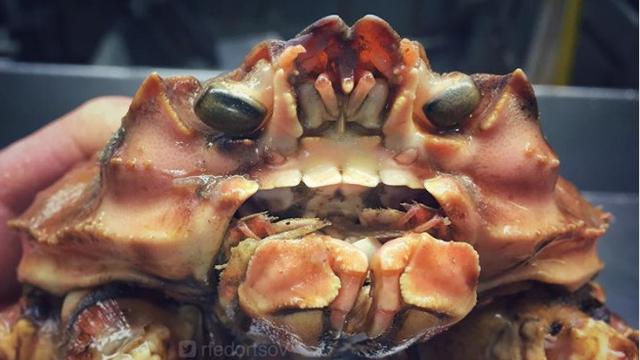 Bikin Merinding, Nelayan Rusia Tangkap Ikan Monster Mengerikan