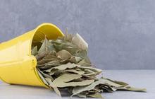 Cara Alami Turunkan Gula Darah dan Kolesterol dengan Dua Daun Ini