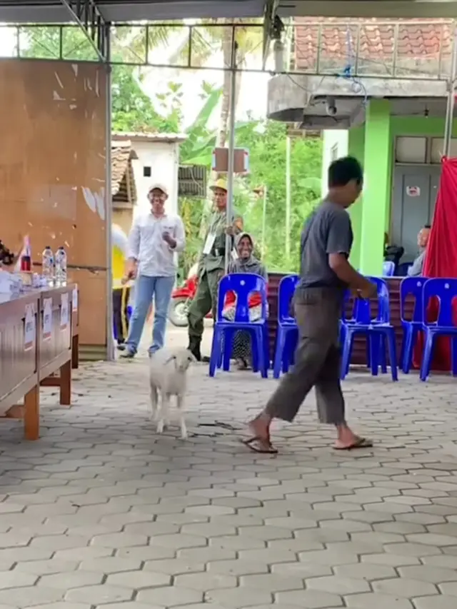 Kambing Ikut Nyoblos