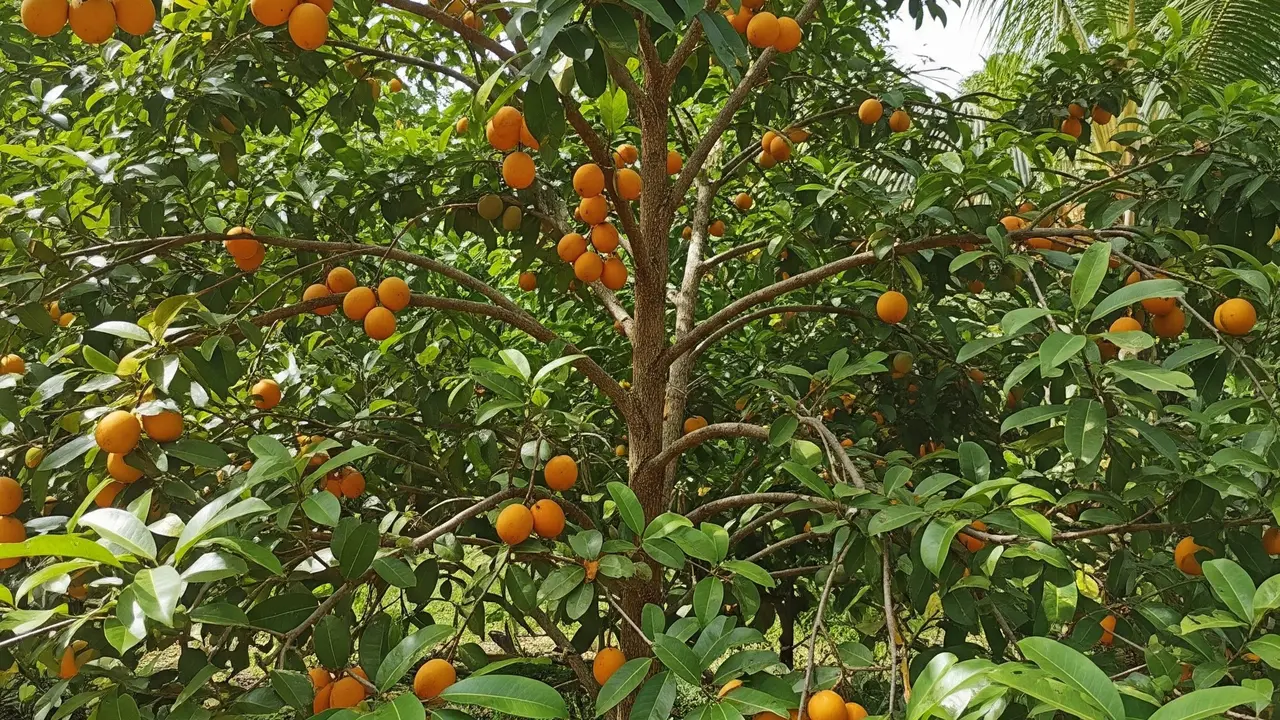 Pohon buah mundu (Gemini AI)
