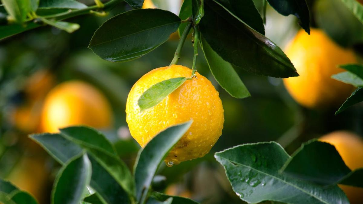 Tips Menanam Daun Jeruk Supaya Tidak Dimakan Ulat, Mulus dan Rimbun