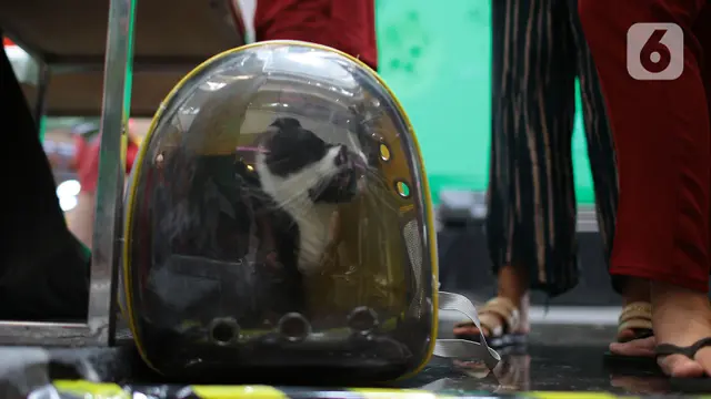 Vaksin Rabies untuk Hewan Peliharaan Gratis