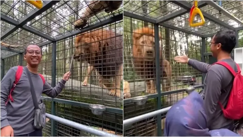 Kunjungi Taman Safari Lagi, Ini 6 Momen Damai 'Pelaku' dan Korban Tabrak Singa