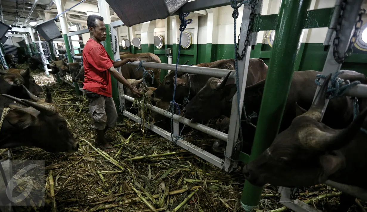 Petugas memeriksa kondisi sapi yang baru saja tiba di Pelabuhan Tanjung Priok, Jakarta, Selasa (9/2). 500 ekor sapi yang didatangkan oleh Kementan RI tersebut terdiri dari 300 ekor sapi Bali dan 200 ekor sapi Sumba Ongole. (Liputan6.com/Faizal Fanani)