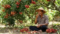 7 Tips Supaya Buah Rambutan Berbuah Manis, Daging Ngelotok Panen Melimpah