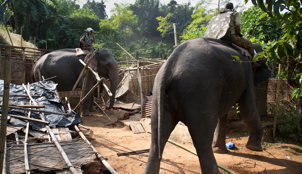 Petugas menunggang gajah untuk merobohkan rumah warga saat penggusuran di Suaka Margasatwa Amchang, Assam, India (27/11). (AP Photo/Anupam Nath)