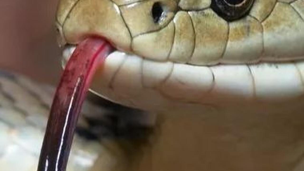 Mitos Mimpi Ular, Tak Selalu Berarti Buruk