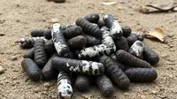 Apakah Kotoran Ular Berbahaya? Waspadai Ancaman Salmonella dan Parasit Mematikan