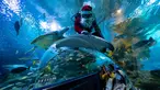 Seorang penyelam yang mengenakan pakaian Sinterklas memberi makan ikan dalam tangki di Aquaria KLCC, Kuala Lumpur, Malaysia, 23 Desember 2020. Pertunjukan ini sebagai bagian dari perayaan Natal. (Mohd RASFAN/AFP)