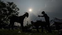 Kambing diberi makan di pasar ternak menjelang Idul Adha di New Delhi, India, Selasa, 5 Juli 2022. Umat Muslim di seluruh dunia merayakan Idul Adha, atau "Hari Raya Kurban," yang memperingati kisah Al Quran tentang kesediaan Nabi Ibrahim mengorbankan anaknya sebagai bentuk ketaatan kepada Allah SWT. (AP Photo/Altaf Qadri)