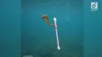 Fotografer asing berhasil mengabadikan foto kuda laut di perairan Sumbawa, NTB.