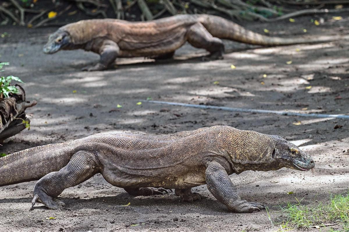 FOTO: KBS Pinjamkan Komodo Selama 5 Tahun untuk Program Konservasi Jepang