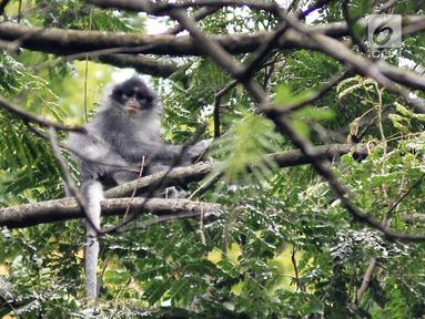 Monyet Surili Jawa (Presbytis Comata) bertengger di pepohonan Taman Nasional Gunung Halimun Salak (TNGHS), Jawa Barat, Sabtu (5/1). Surili Jawa adalah spesies monyet dunia lama yang merupakan primata endemik Jawa Barat. (Merdeka.com/Iqbal Nugroho)