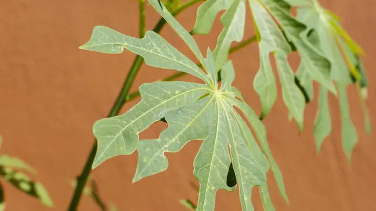 Manfaat Daun Herbal untuk Asam Urat, Simak Cara Pengolahannya