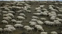 Ribuan domba yang baru kembali merumput menyeberangi jalan di pinggiran Tbilisi, Georgia, Rabu (11/11). Dalam setahun di Georgia mengalami 2 musim yang membuat domba dan peternaknya berpindah mencari rumput di tempat lain. (REUTERS / David Mdzinarishvili)