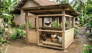 8 Desain Kandang Ayam Kampung Sederhana untuk 10 Ekor, Murah dan Praktis