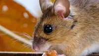 Efek Penggunaan Racun Tikus Jangka Panjang di Rumah, Waspada Ancam Kesehatan