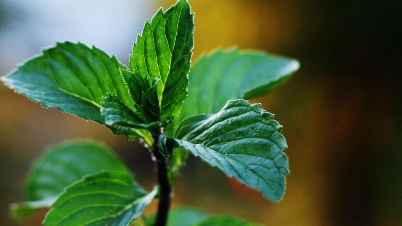 <b>6. Daun Peppermint</b>