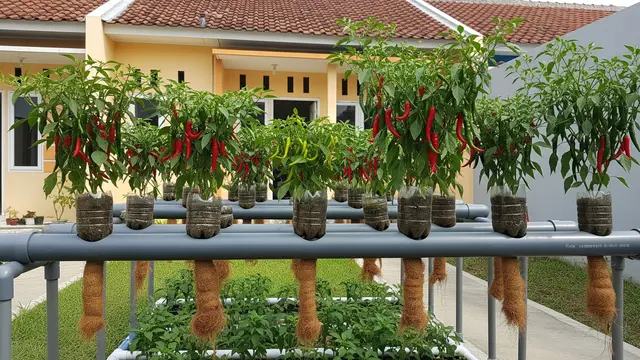 Kebun Cabai dari Botol Plastik yang Rapi dan Estetik Sistem Hidroponik Sederhana
