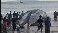 Paus 15 Meter Terdampar di Pantai Jembrana, Warga Sempat Melihatnya Masih Bergerak
