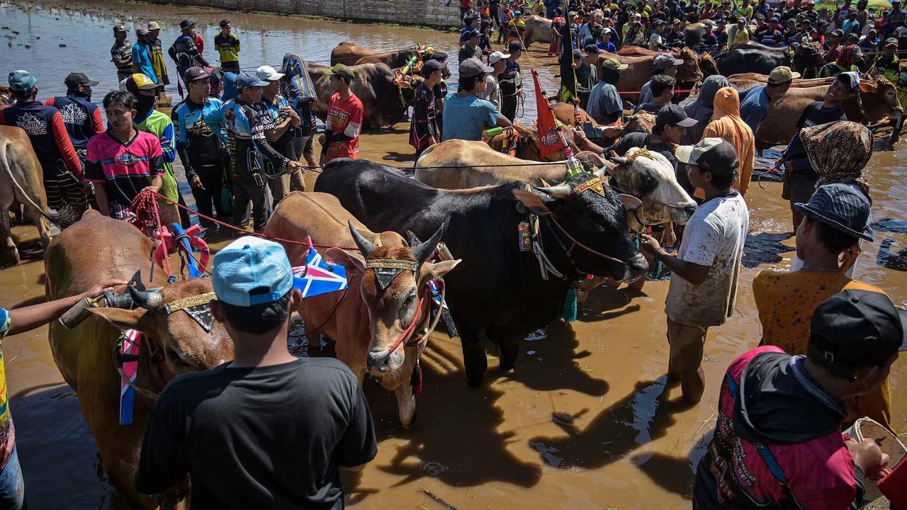 FOTO: Festival Sapeh Brujul  Tampilkan Karapan Sapi di Sawah Berlumpur