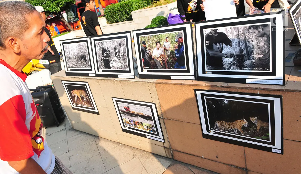 Pengunjung melihat foto yang dipamerkan oleh forum harimaukita di Bundaran HI, Jakarta, Minggu (30/7). Acara ini diharapkan mampu meningkatkan minat masyarakat untuk terlibat dalam melestarikan habitat harimau.  (Liputan6.com/Helmi Afandi)