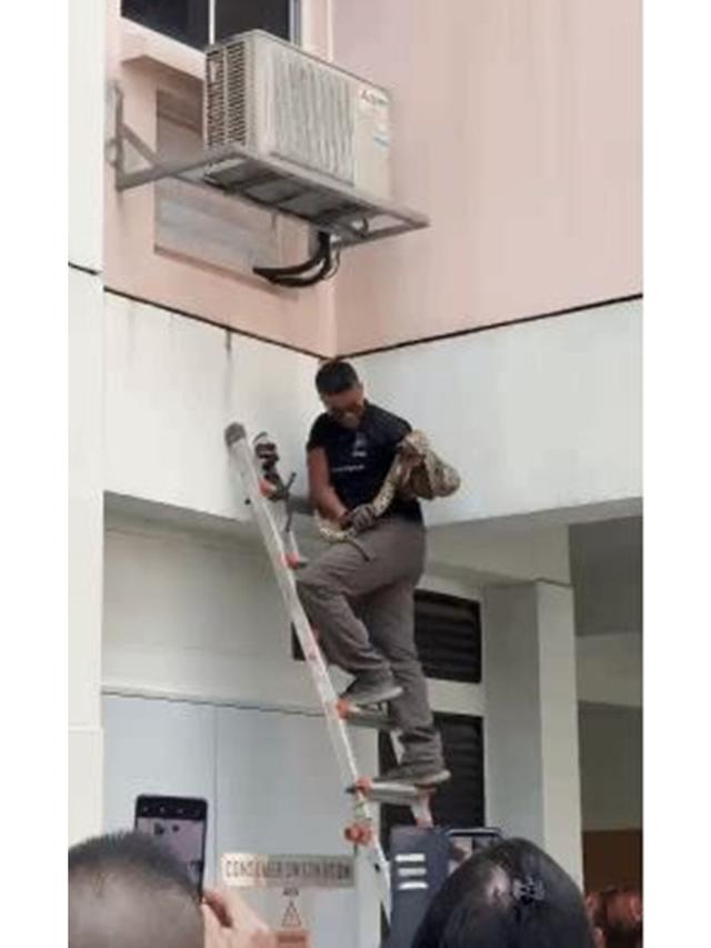 Momen Ular Piton Mengetuk Jendela Rusun Lantai 2, Bikin Penghuni Rumah Panik