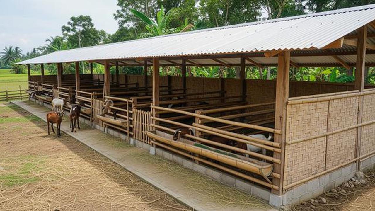 7 Trik Bikin Kandang Kambing Minimalis di Lahan Sempit, Solusi Efisien untuk Peternak Rumahan
