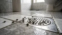8 Cara Mengatasi Lalat Kecil yang Sering Muncul di Kamar Mandi