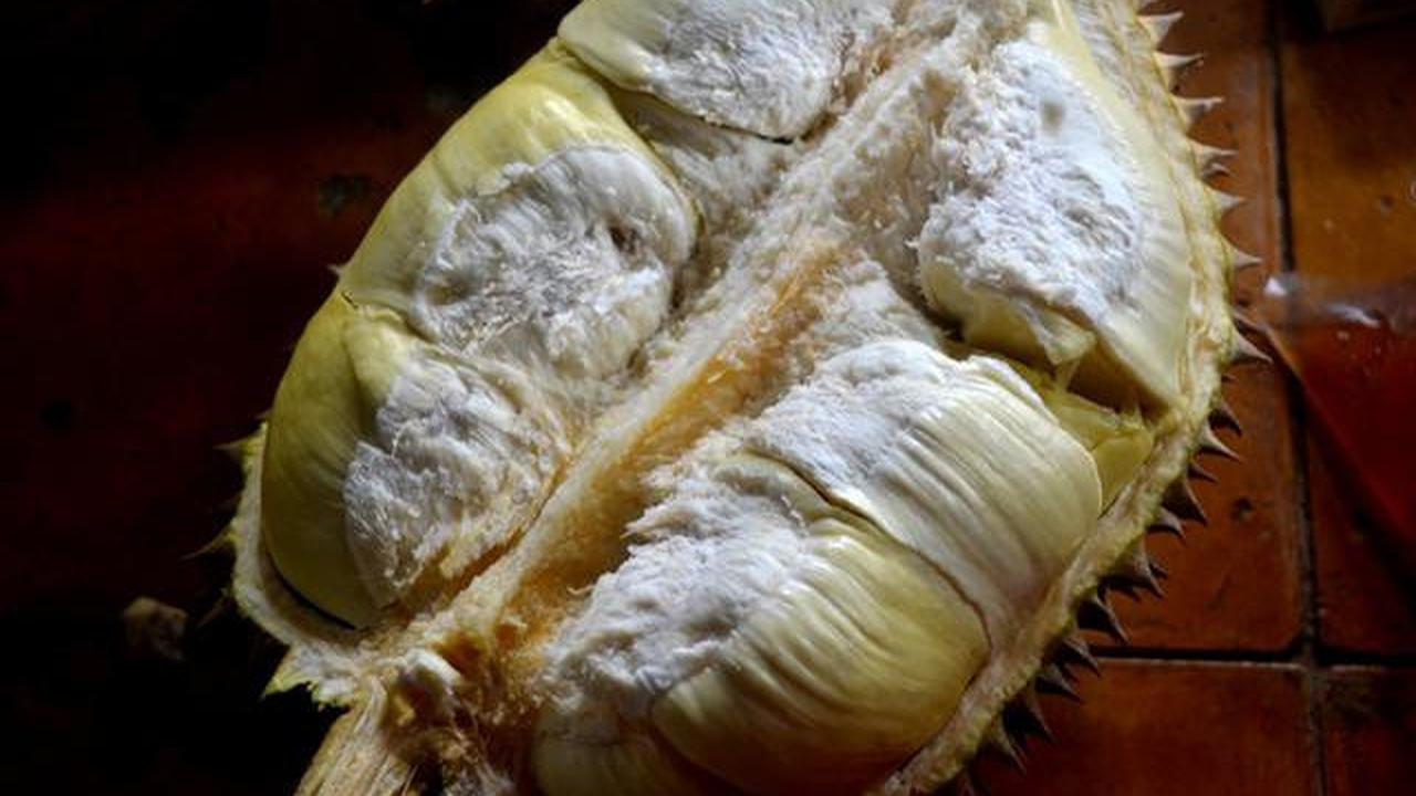 8 Cara Mengusir Tikus dari Plafon dan Rumah Tanpa Lem, Terapkan Strategi Ini
