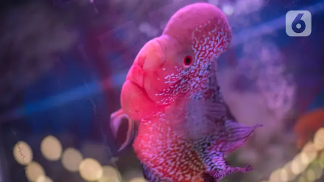 Kontes Ikan Louhan Nasional