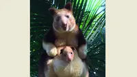 Kelahiran kanguru pohon langka yang lucu ini membuat netizen gemas