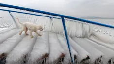 Seekor anjing berjalan di atas es yang menutupi tangga di pantai Danau Balaton di Fonyod, Hungaria (26/2). Cuaca ekstrem dengan angin kencang melanda sebagian besar wilayah Hungaria. (Gyorgy Varga / MTI via AP)