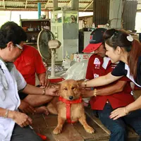 Anjing bernama Pui asal Thailand ini jadi pahlawan setelah menyelamatkan nyawa jabang bayi yang baru dilahirkan namun dibuang ke tong sampah