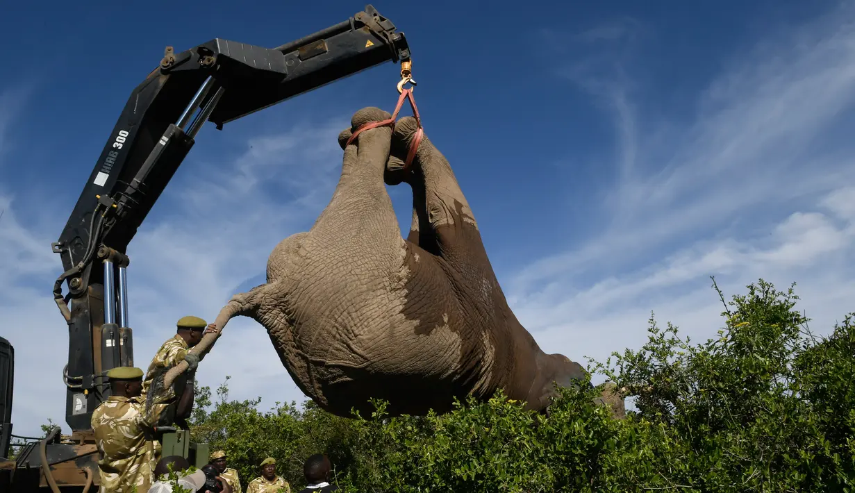 Petugas Kenya Wildlife Service (KWS) mengangkat gajah menggunakan crane di Lamuria, Nyeri, Kenya, Rabu (21/2). Pejabat Kenya menyatakan merelokasi 30 gajah dari Solio, Sangare, dan Lewa ke utara Taman Nasional Tsavo di Ithumba. (AFP PHOTO/SIMON MAINA)