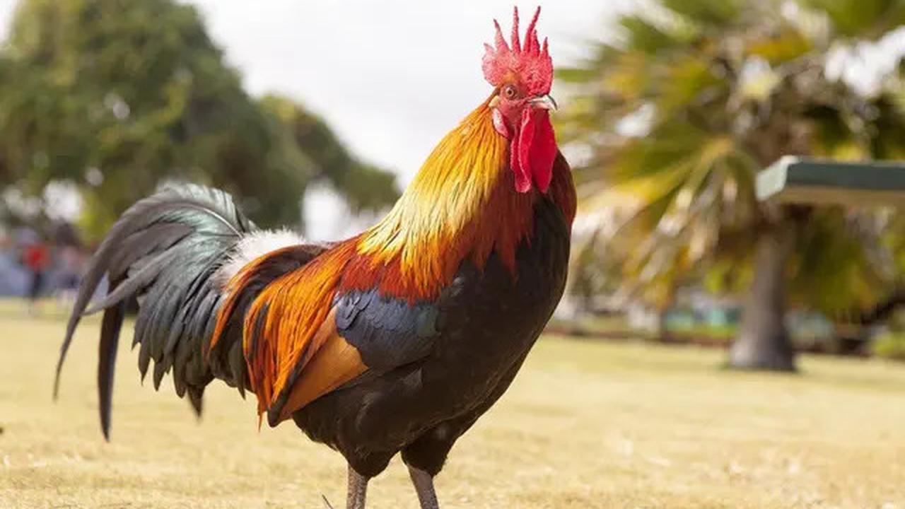 11 Hewan yang Ditakuti Ular, Bisa Jadi Penangkal Alami di Rumah