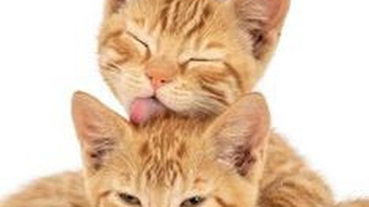 3. Kucing