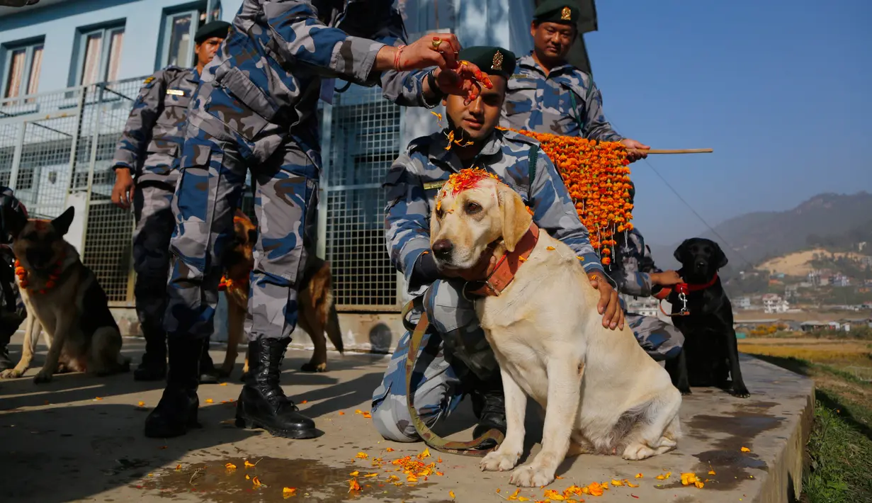 Personel kepolisian Nepal memberikan kalung bunga dan bubuk merah di dahi anjing polisi selama perayaan festival Tihar di Kathmandu, Selasa (6/11). Mulai pagi hari, anjing-anjing didandani, diberi makan dan dimanja seharian penuh. (AP/Niranjan Shrestha)