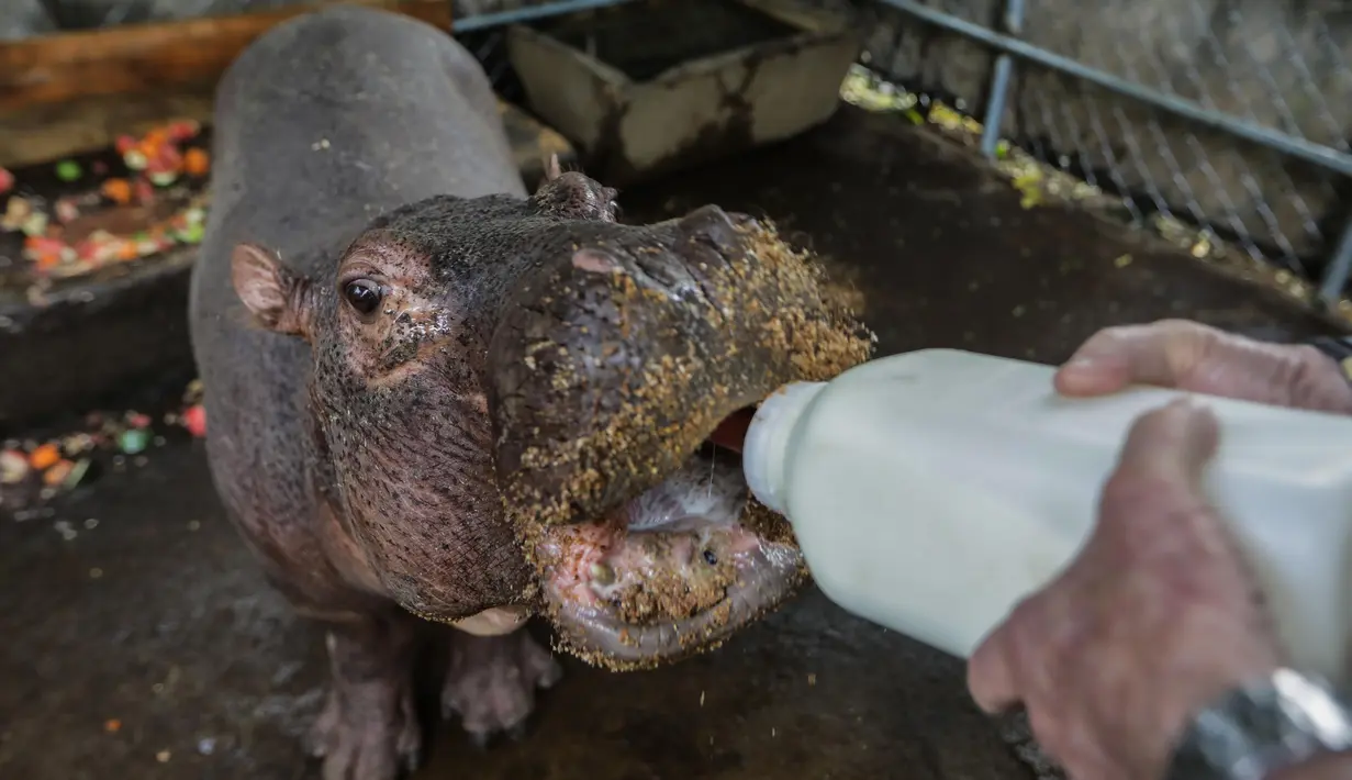 Dokter hewan Nikaragua Eduardo Sacasa memberi makan Fatima di sebuah kolam di Kebun Binatang Masaya, Nikaragua (6/9/2019). Fatima, bayi kuda nil berusia dua setengah tahun, ini diselamatkan dari sirkus. (AFP Photo/Inti Ocon)