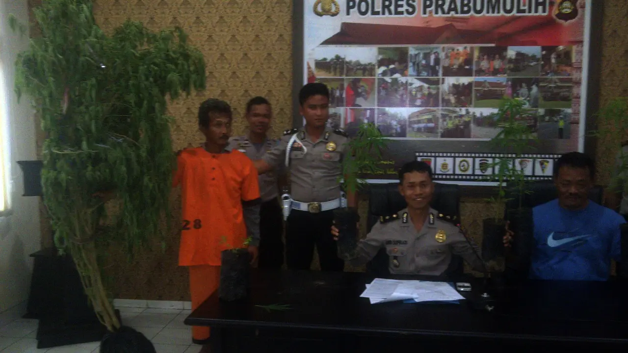 Tanaman ganja