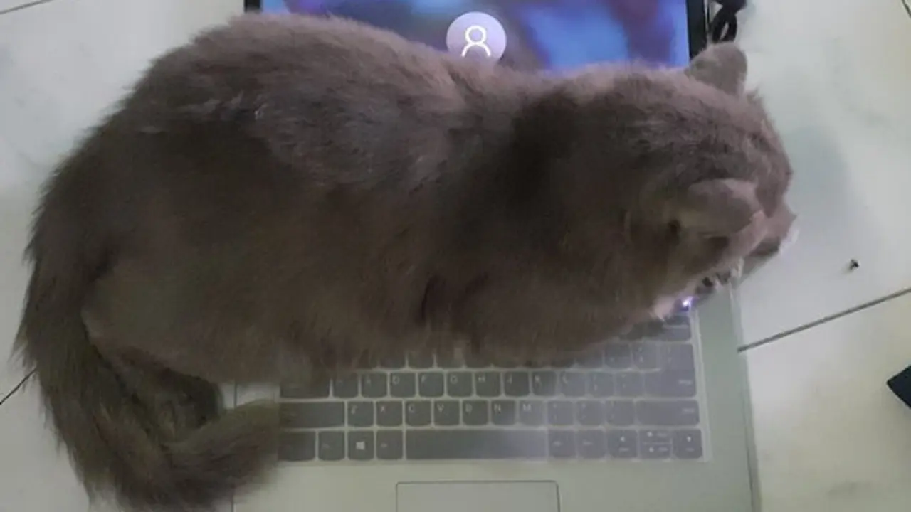 7 Potret Ulah Kucing yang Suka Semena-mena pada Tuannya