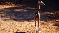 Penampilan Perdana Bayi Jerapah di Kebun Binatang Perth