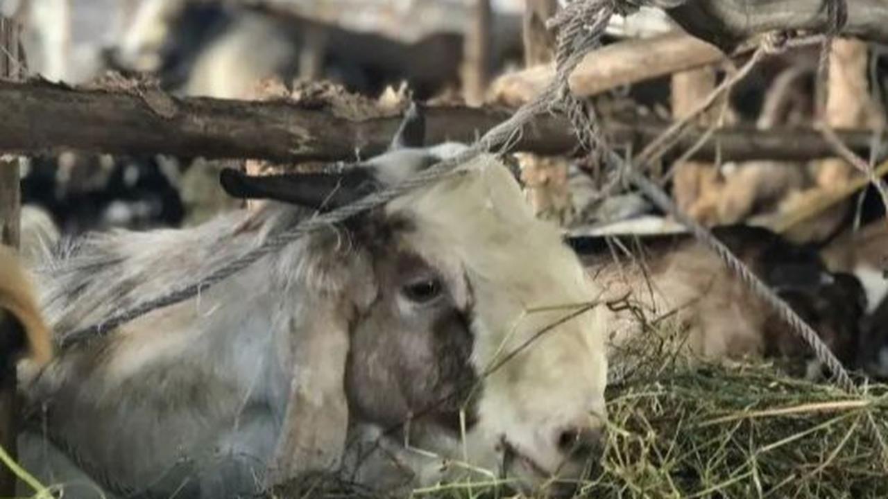 Stok Hewan Kurban di Sumsel Aman Jelang Idul Adha 2025, DKPP Jamin Cukup!